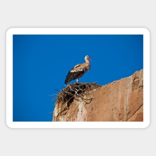 Morocco. Marrakech. Stork on the old wall of Medina. Sticker